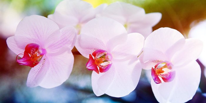 1680x1050 White Pink Orchid Flowers wallpaper | nature and landscape