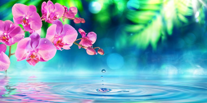 5200x2925 Pink Orchid Flowers Green Petals Drops Water Waves Desktop Hd