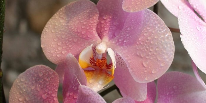 970x1455 4 pink orchids free image | Peakpx