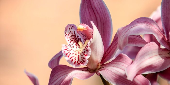 1600x900 Orchid Wallpapers (41 images) - Wallpaper Stream