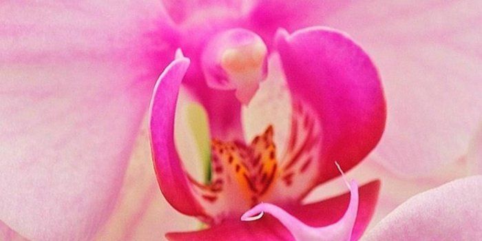 1080x1920 Orchid Flower iPhone Wallpapers - WallpaperBoat