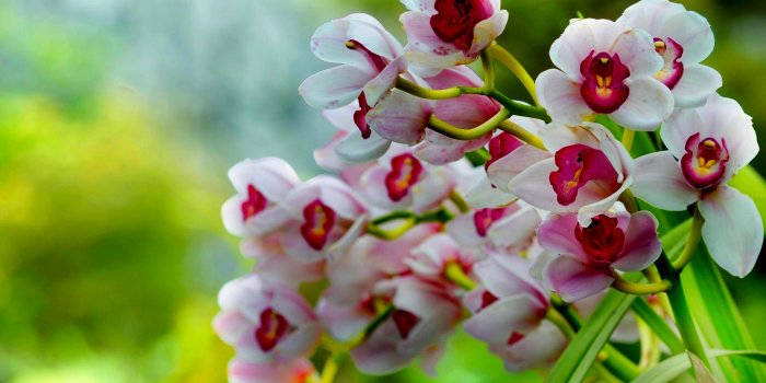 1920x1200 Orchid iPad Wallpapers - Top Free Orchid iPad Backgrounds