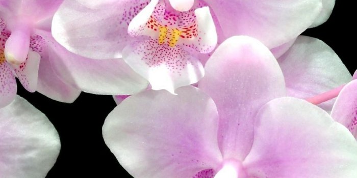 938x1668 Wallpaper Orchid, Flower, Twig, Black Background - Orchid
