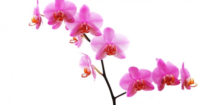 1920x1150 344.9 Kb, v.0.4 | PO.93, Pink Orchid