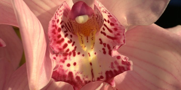 1920x1200 White and pink Orchid flower HD wallpaper | Wallpaper Flare