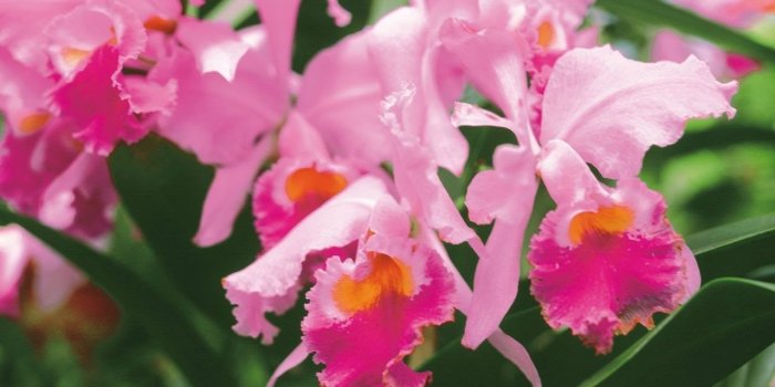 1280x800 Pink orchid flower wallpapers Desktop Background