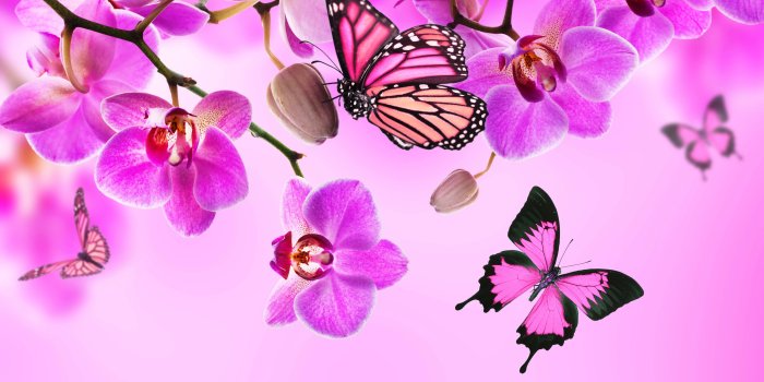 5000x3750 Orchid Butterflies Pink color Flowers wallpaper | 5000x3750