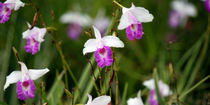 1920x1280 White pink orchid flower wallpaper,singapore,greenery,white and