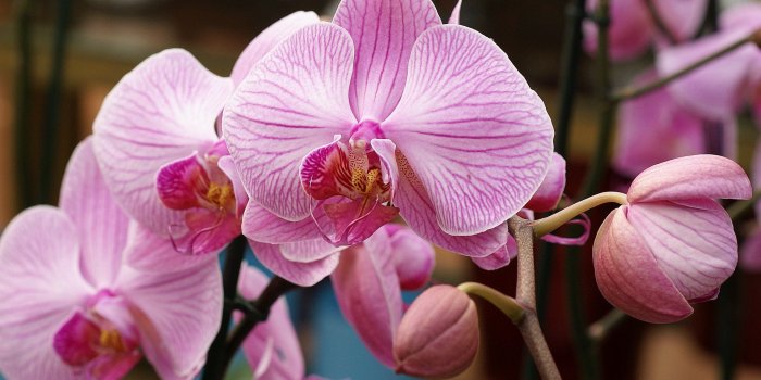 1920x1201 Orchid flower, Orchids photo wallpaper for your desktop - White