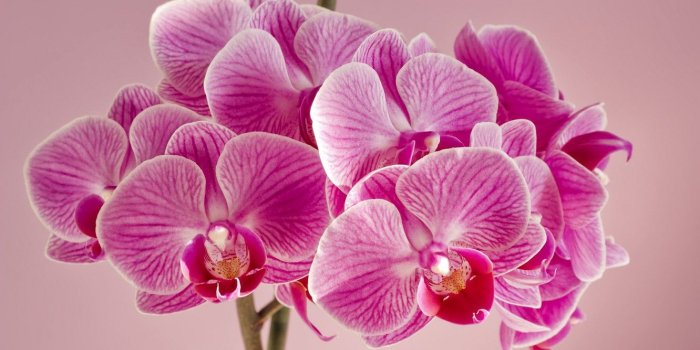 1332x850 Wallpaper flowers, orchids, background, pink Orchid images for
