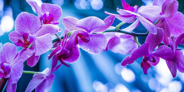 1920x1080 Flower, Orchid, Pink HD Wallpaper & Background • 27657 • Wallur