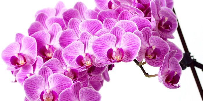 3840x2160 Purple Orchid Wallpapers - Top Free Purple Orchid Backgrounds