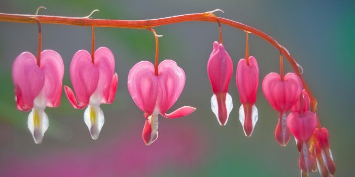 1920x1080 Pink Orchids Wallpaper 3964 – Background Wallpaper HD