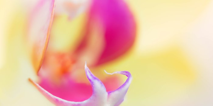 5376x3840 Macro photography of white and pink Moth Orchid flower buds HD