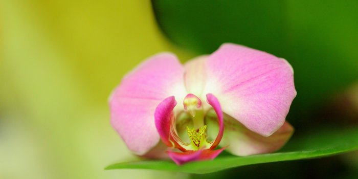 3840x2400 Pink Orchid Flower Ultra HD Desktop Background Wallpaper for 4K