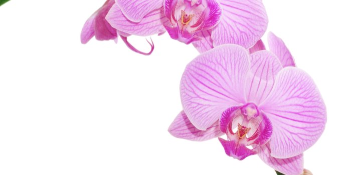 2848x4288 Orchids flower wallpapers3