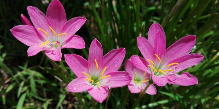 1920x1200 Wallpaper Beautiful pink orchid flowers under sun 3840x2160 UHD 4K