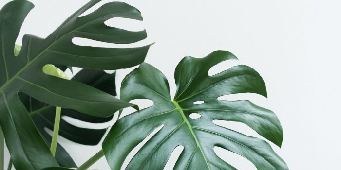 1365x2048 Minimalist Plant Wallpapers - Top Free Minimalist Plant
