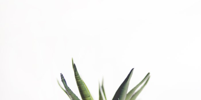 3648x4765 Minimalist Plant Wallpapers - Top Free Minimalist Plant