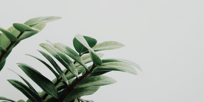1600x500 Minimalist Plant Wallpapers - Top Free Minimalist Plant