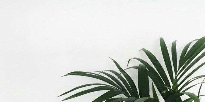 1000x1000 17+ Perfect Aesthetic Minimalist | Plant aesthetic, Minimalist