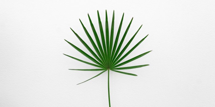 3840x2160 Download wallpaper 3840x2160 leaf, plant, minimalism, green, white