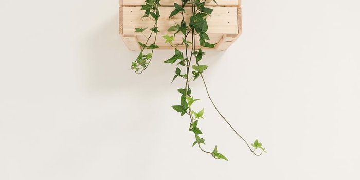 910x1365 HD wallpaper: green English ivy vine with white background, green