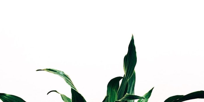 910x1213 HD wallpaper: minimalist, photography, vsco, plant, green, leaf