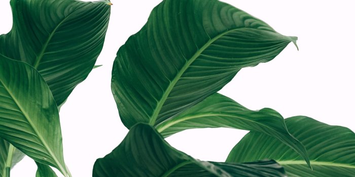 4896x3264 5318852 4896x3264 #greenery, #Free stock photos, #decor, #minimal