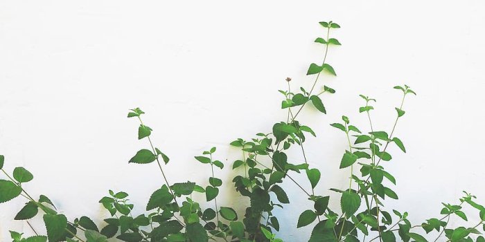 910x1618 Minimal plant 1080P, 2K, 4K, 5K HD wallpapers free download