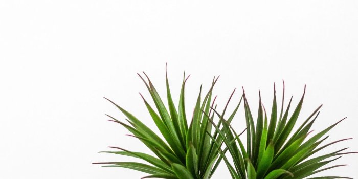 1350x2400 Download wallpaper 1350x2400 palm, plant, green, decorative