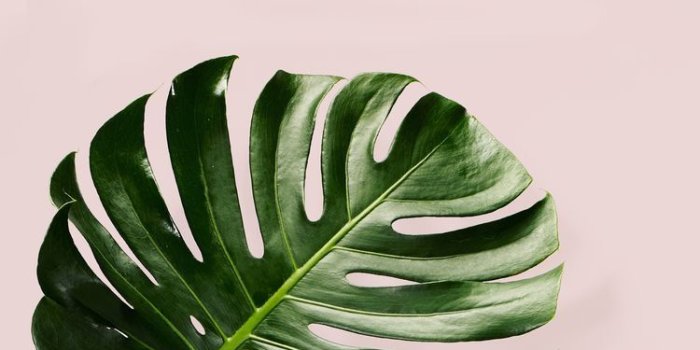 750x1333 millennial pink + tropical green minimalist aesthetic photograph