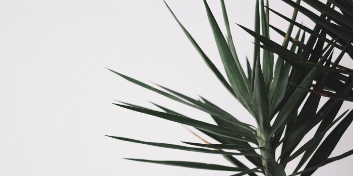 6000x4000 wallpaper plant, green, minimalism, leaves HD : Widescreen : High