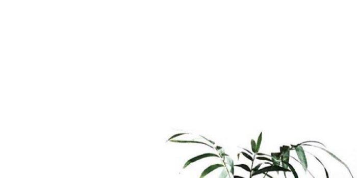 768x1024 Free download White Aesthetic Plants Wallpapers Top White
