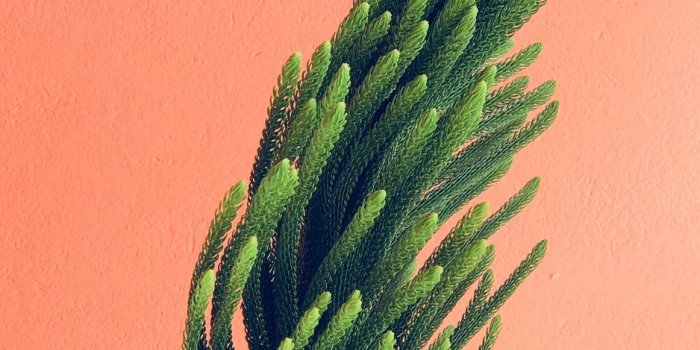 938x1668 Download wallpaper 938x1668 plant, needles, branches, minimalism