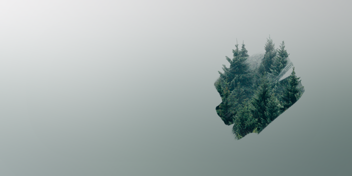 2560x1440 Tree, Plant, Abies, Fir, Conifer resized by Ze Robot