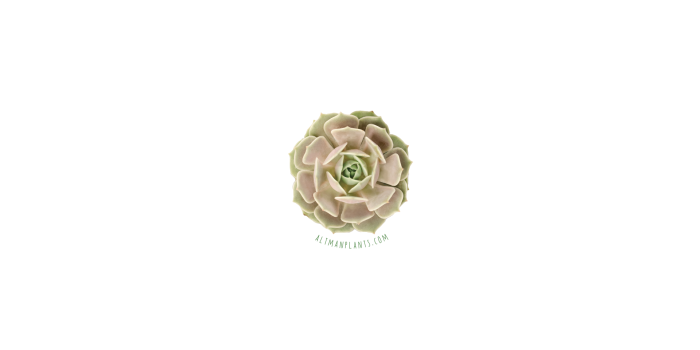 1920x1080 Succulent Backgrounds from Altman Plants - Altman Plants
