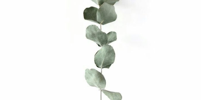 736x1104 Minimalist Plant Wallpapers - Top Free Minimalist Plant