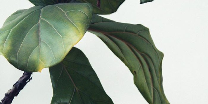 736x1308 The Perfect Set Of Wallpapers For Your New iPhone XR | Leaves