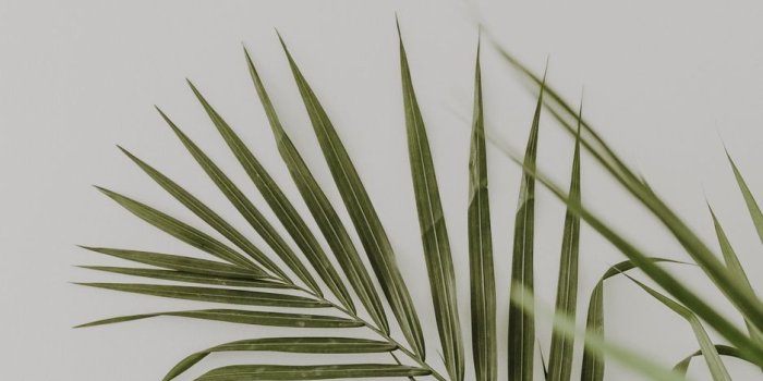 938x1668 Download wallpaper 938x1668 palm, leaves, minimalism, plant, green