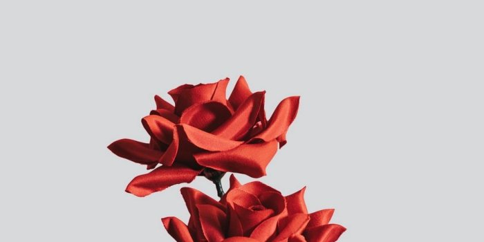 938x1668 Wallpaper Rose, Flower, Artificial, Minimalism - Minimalist Flower