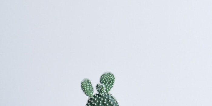 1000x1500 Green Minimalist | 46 best free minimalist, green, white and plant