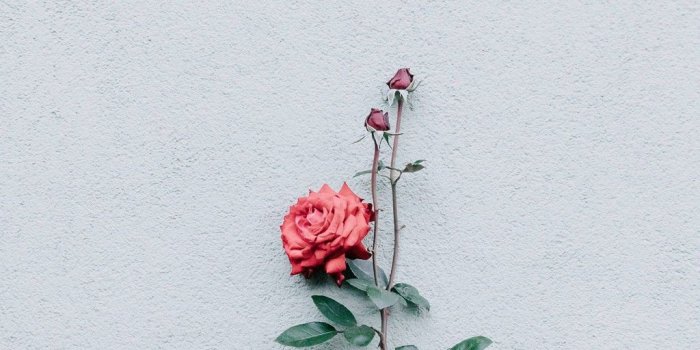 1024x1024 Rose Wall Minimalism Wallpaper - [1024x1024]