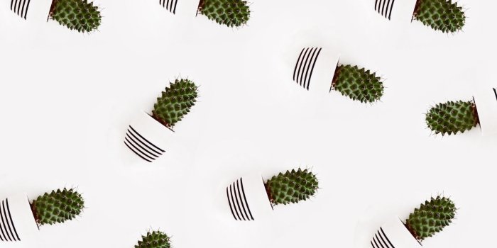 1920x1080 Cactus Plant Pots Minimal Wallpaper - Wallpaper Stream