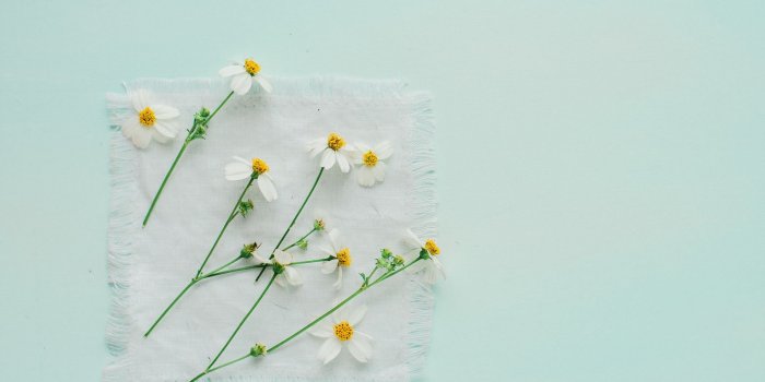 2560x1707 White flowers, flowers, white flowers, minimalism HD wallpaper