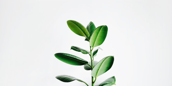 4592x3448 5384195 4592x3448 #pipal, #Public domain images, #nature, #plant