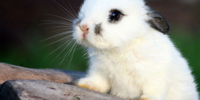 1280x1024 Cute White Baby Bunnies Hd Pictures 4 HD Wallpapers | Cute animals