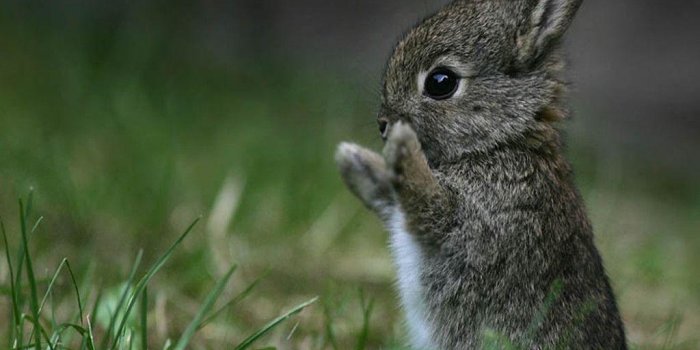 1024x768 Baby Bunny Wallpapers