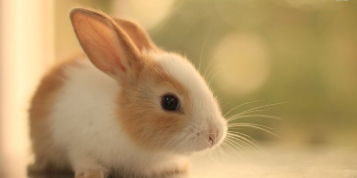 1222x687 Free download Cute Baby Rabbits Background Wallpapers [1222x687