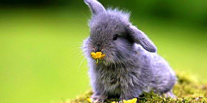 1920x1200 Baby Bunny Wallpapers